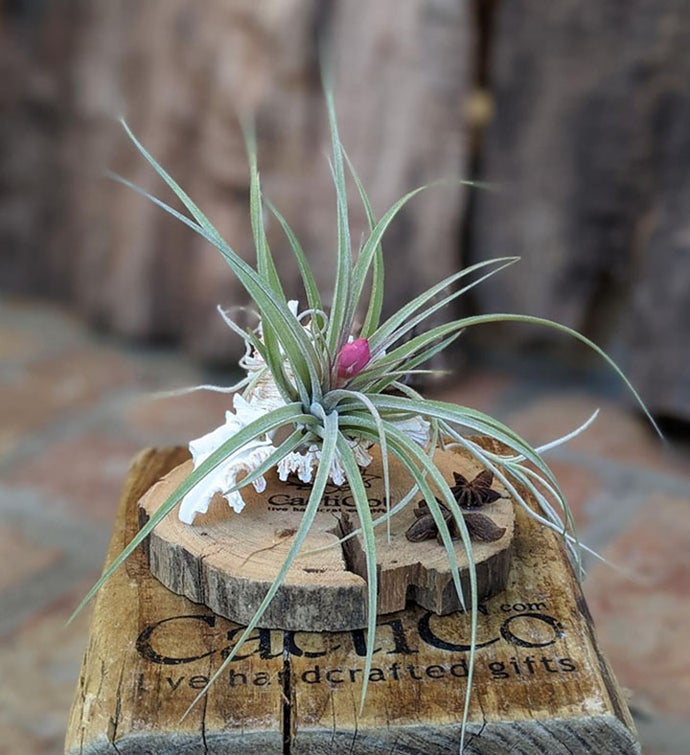 Large Blooming Air Plant With Sea Shell And Driftwood